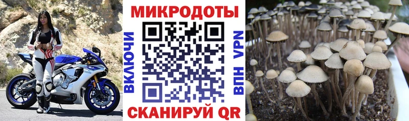 Псилоцибиновые грибы MAGIC MUSHROOMS как найти закладки Ростов-на-Дону